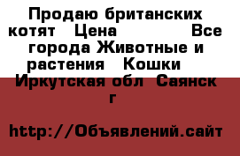 Продаю британских котят › Цена ­ 30 000 - Все города Животные и растения » Кошки   . Иркутская обл.,Саянск г.